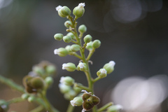 Sapindus emarginatus